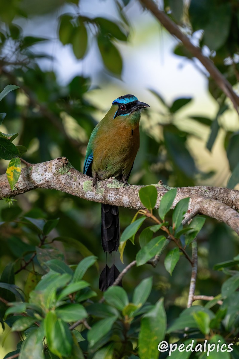 Turquoise-browed Motmot - ML632682791