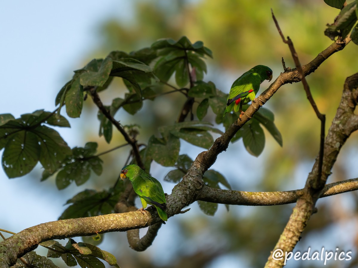 White-fronted Amazon - ML632682794