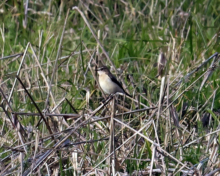 Pitxartxar mantxuriarra - ML632682795
