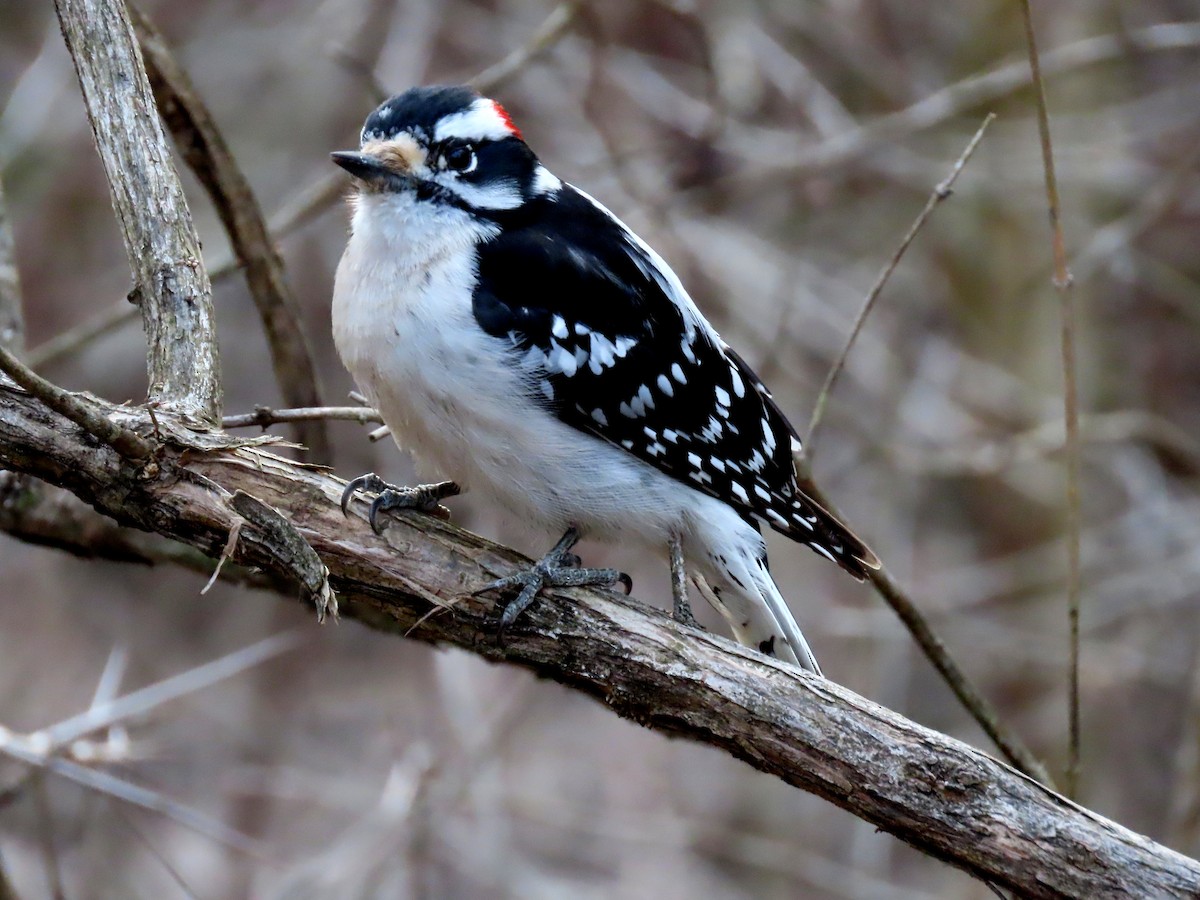Downy Woodpecker - ML632682797