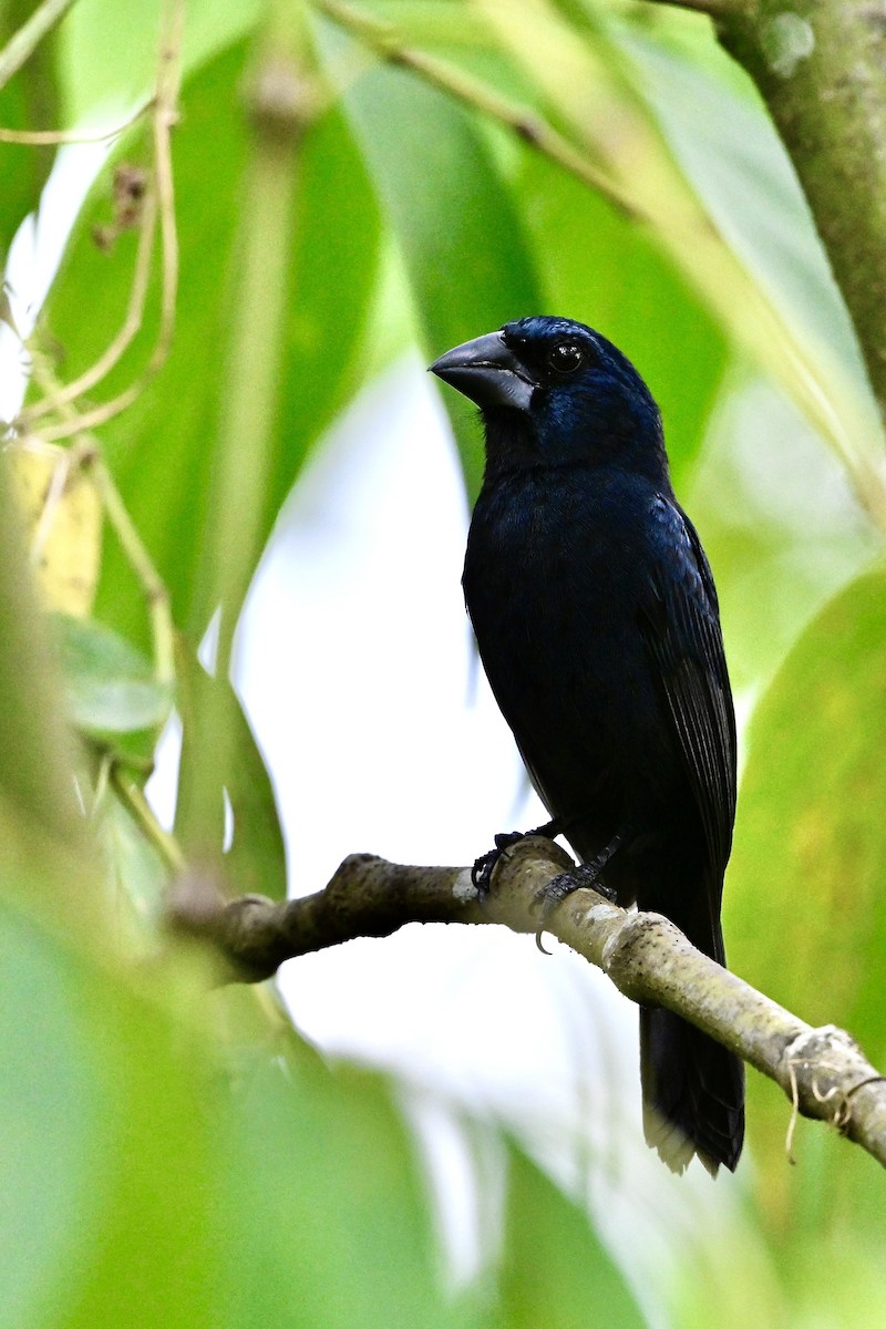 Blue-black Grosbeak - ML632682801