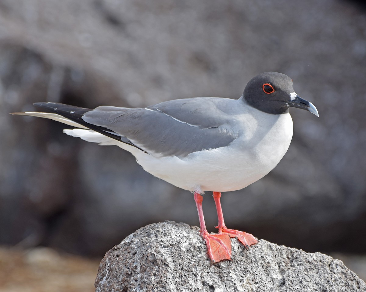 Swallow-tailed Gull - John Bruin