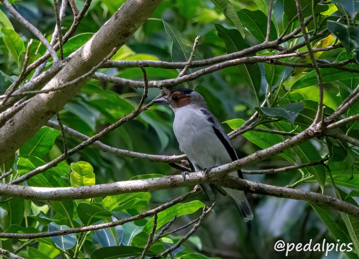 Black-crowned Tityra - ML632682846