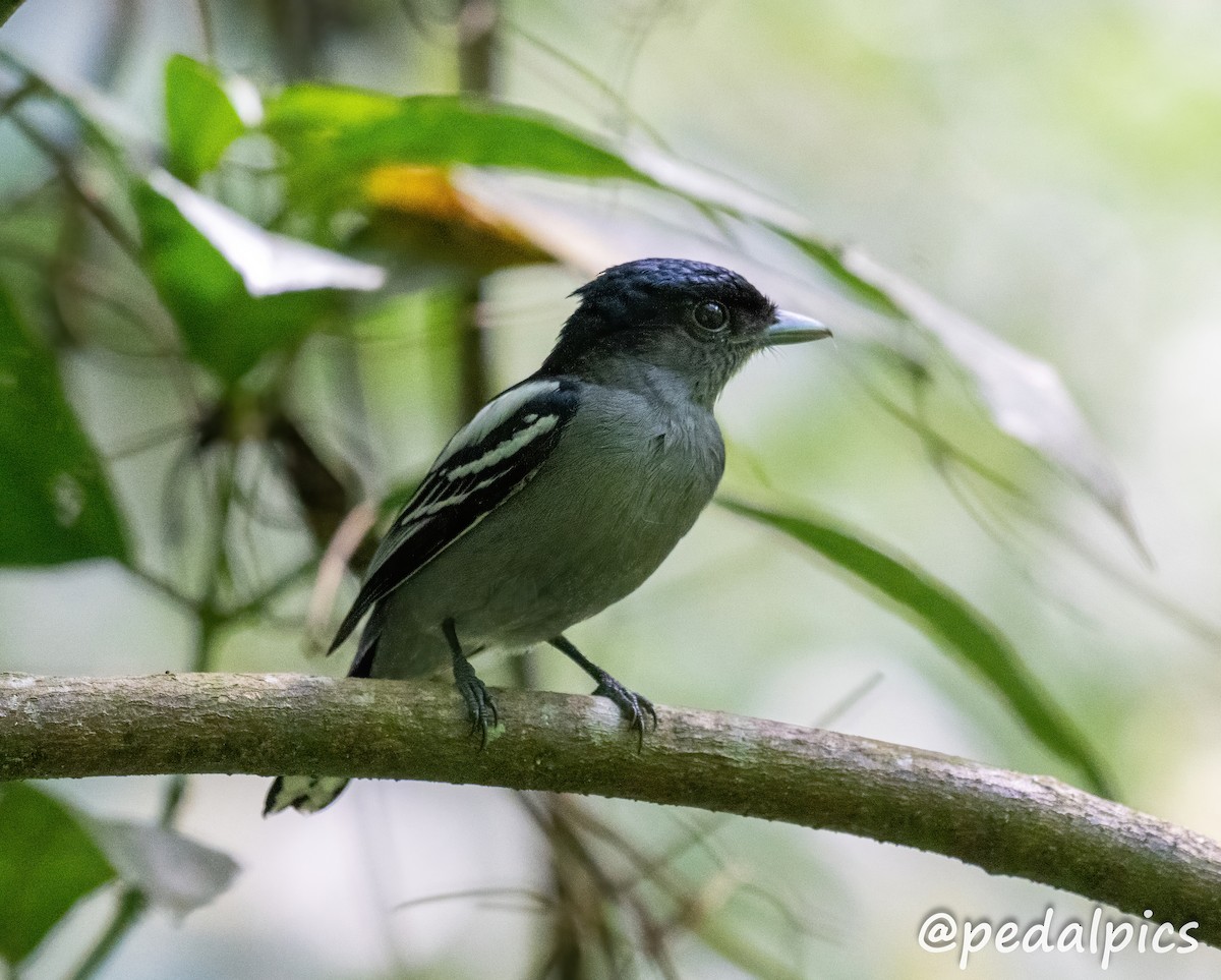 White-winged Becard - ML632682848