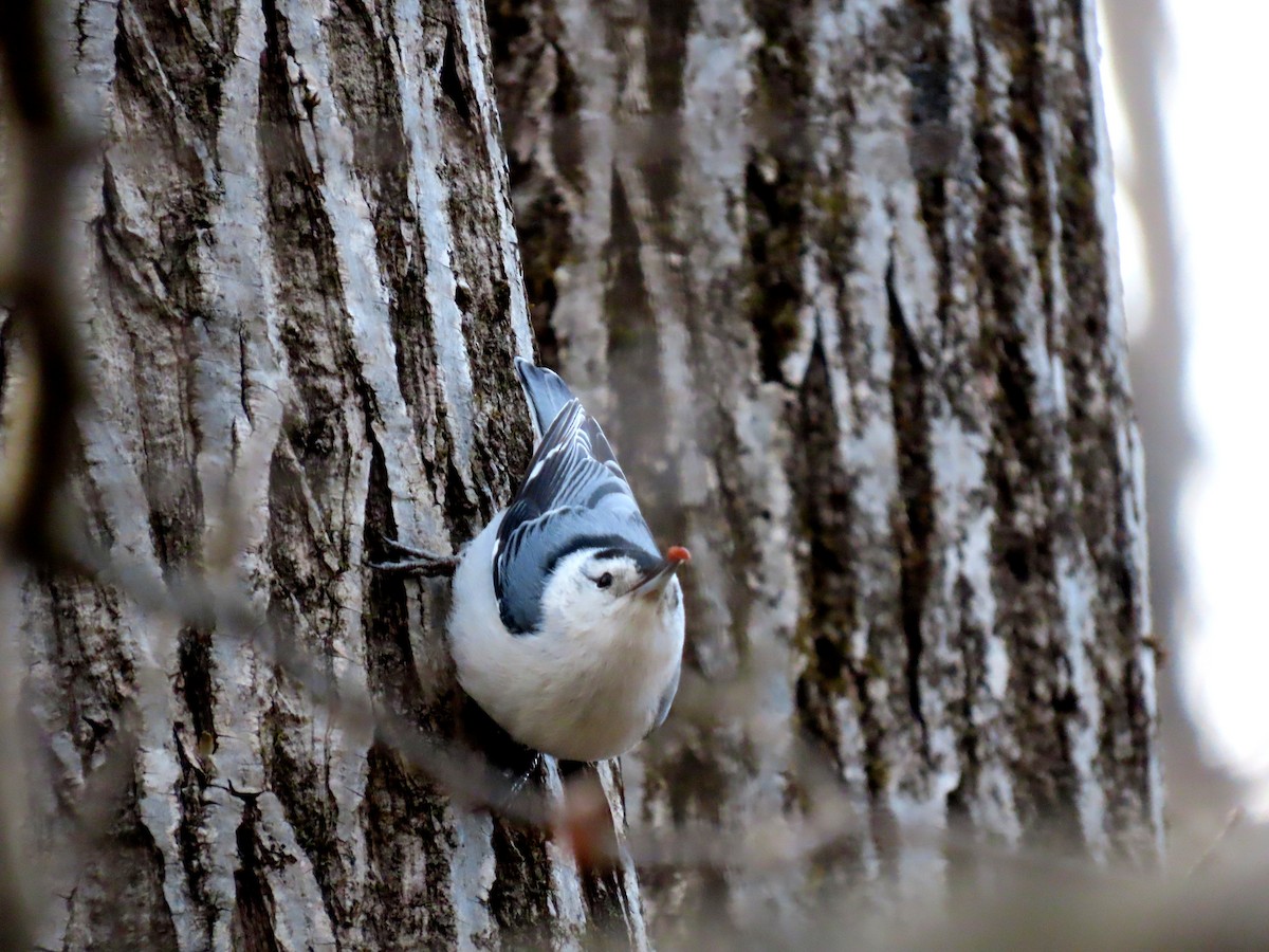 White-breasted Nuthatch (Eastern) - ML632682856