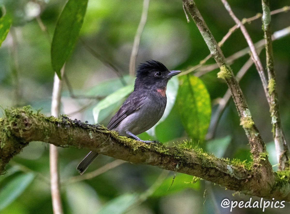 Rose-throated Becard - ML632682858