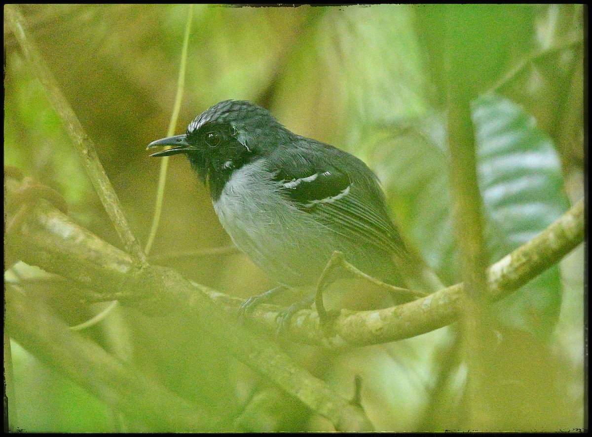 Black-faced Antbird - ML632682874