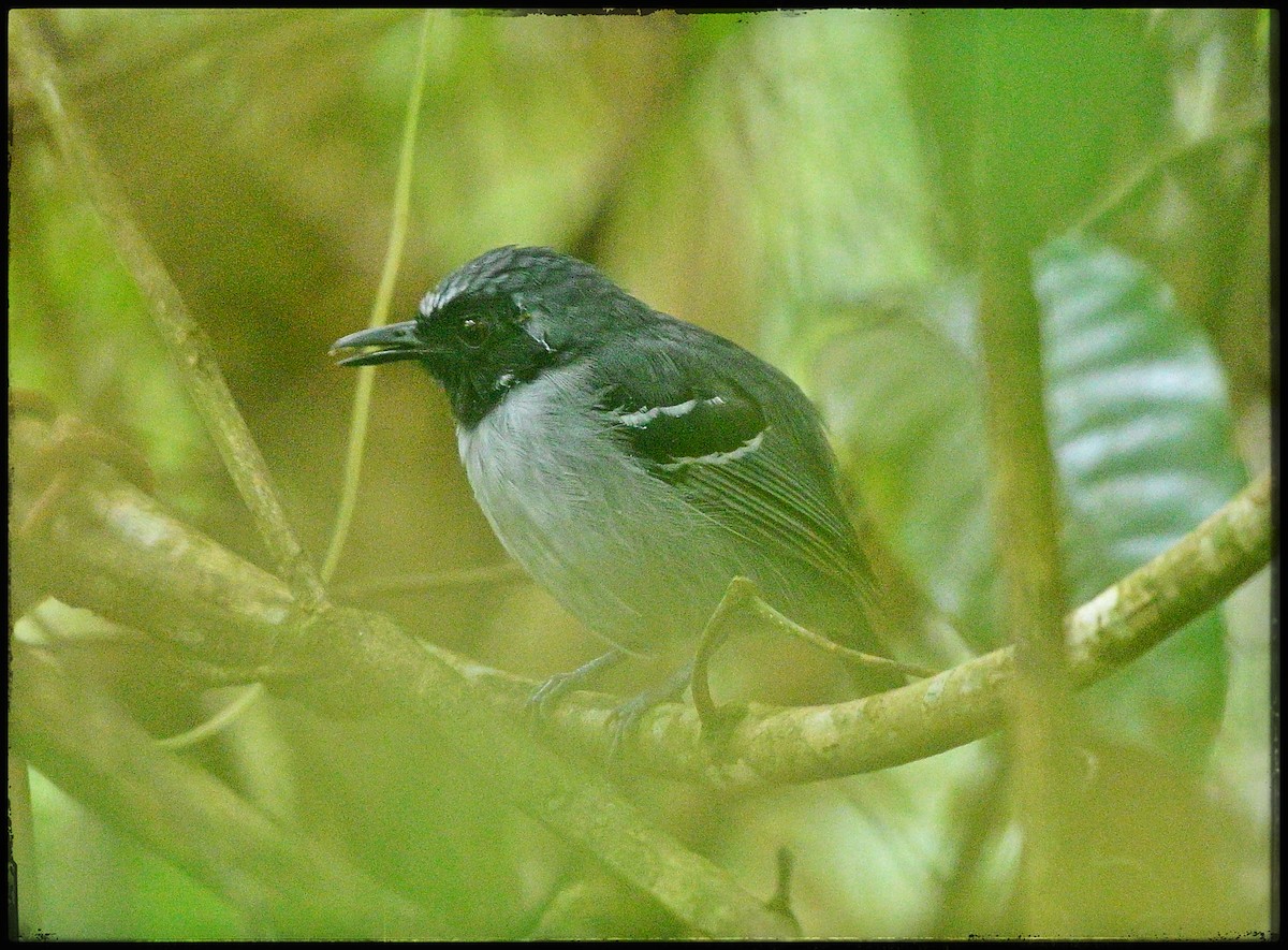 Black-faced Antbird - ML632682875