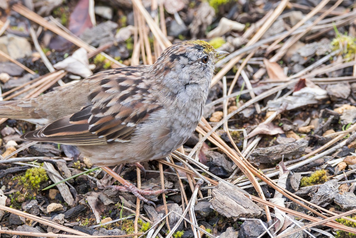 Golden-crowned Sparrow - ML632682884