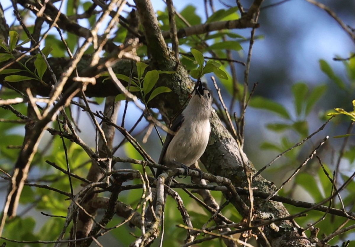 Tufted Titmouse - ML632682905