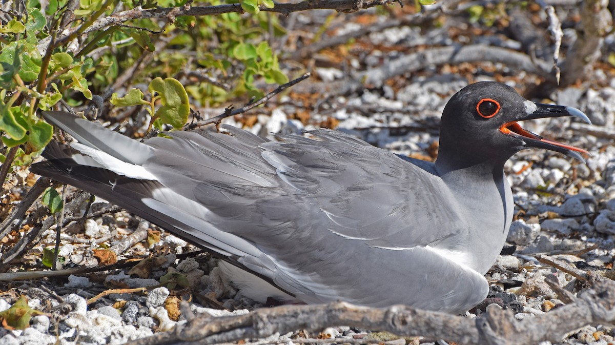 Swallow-tailed Gull - John Bruin