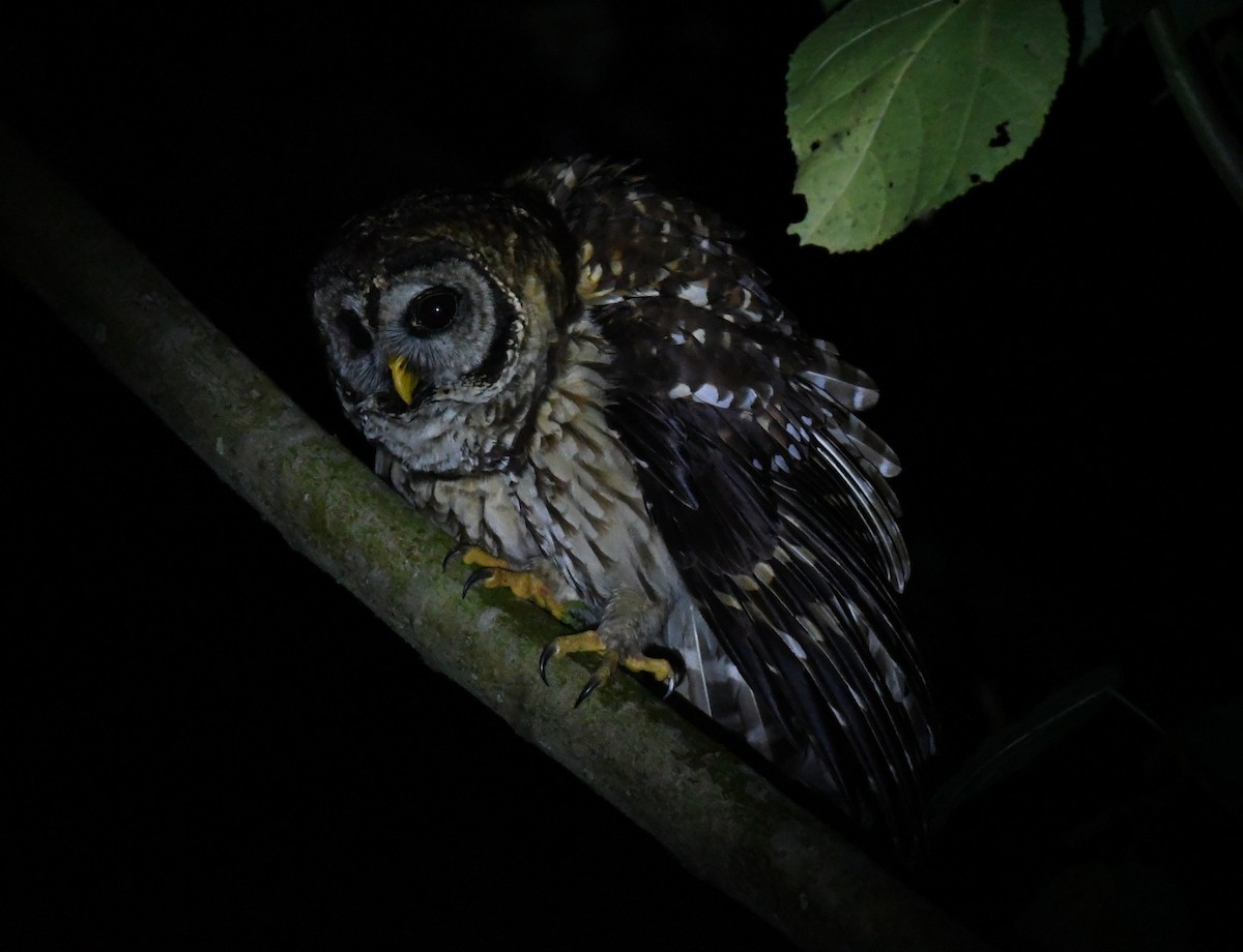 Meksika Alaca Baykuşu - ML632682937