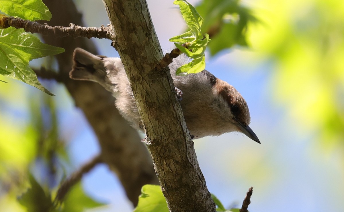 Brown-headed Nuthatch - ML632682951
