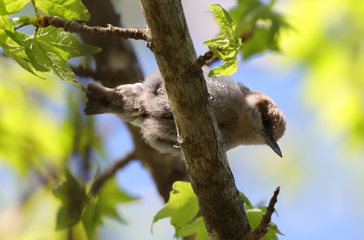 Brown-headed Nuthatch - ML632682954