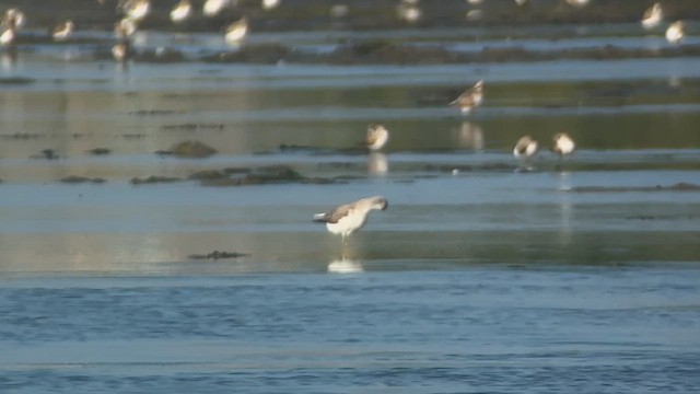 Nordmann's Greenshank - ML632683004