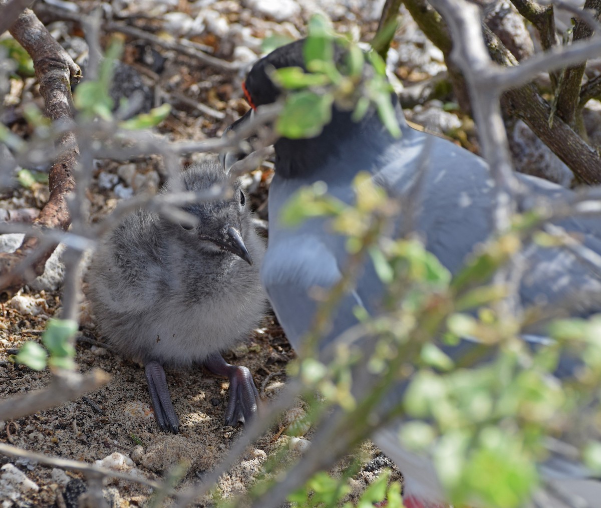 Gaviota Tijereta - ML63268301