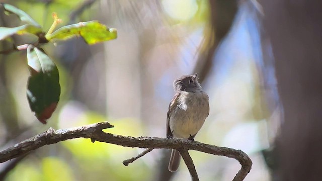 Hammond's Flycatcher - ML632683010
