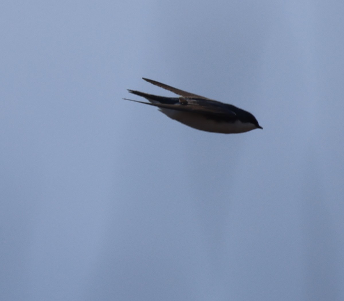 Tree Swallow - ML632683070
