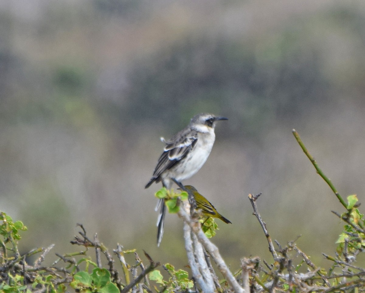 Galapagos Mockingbird - ML63268311