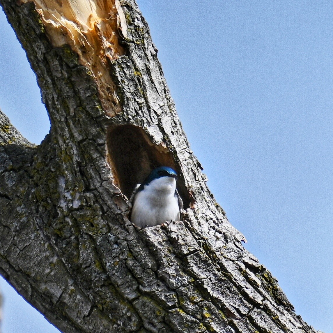 Tree Swallow - ML632683126