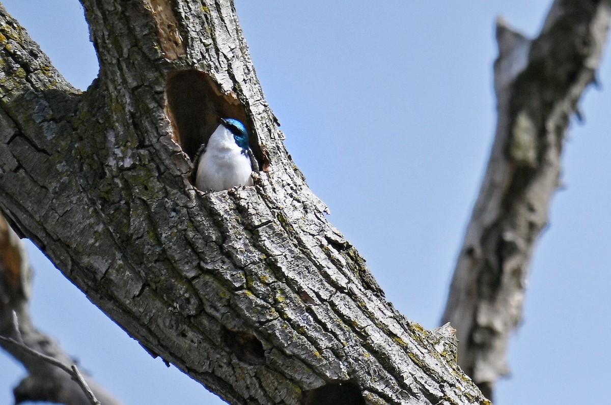 Tree Swallow - ML632683127