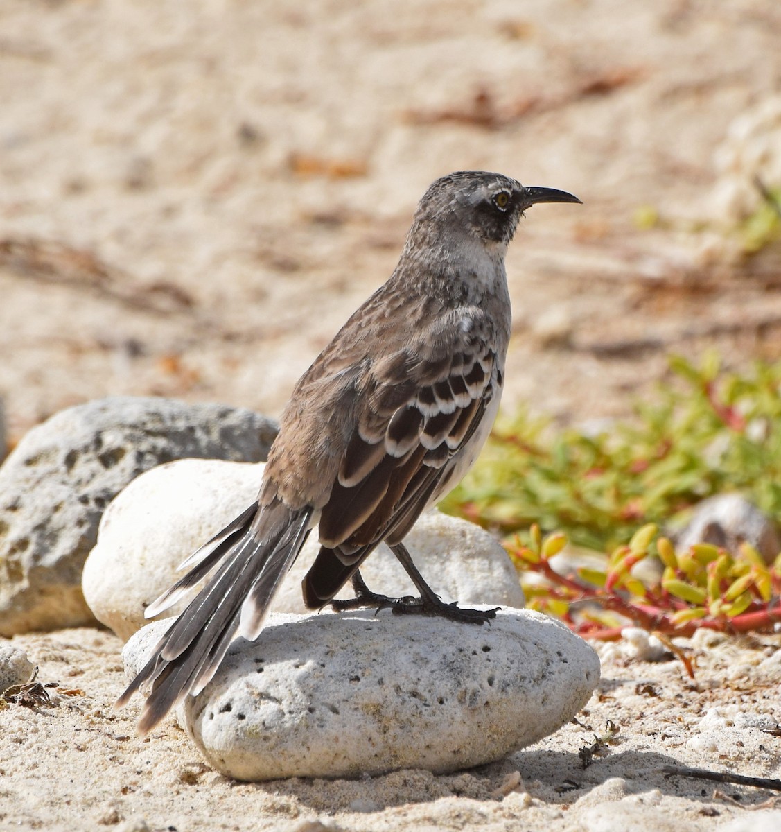 Galapagos Mockingbird - John Bruin