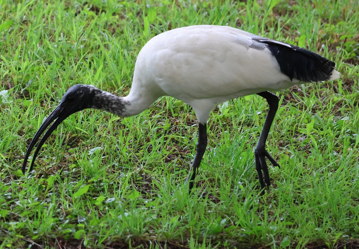 Australian Ibis - ML632683280