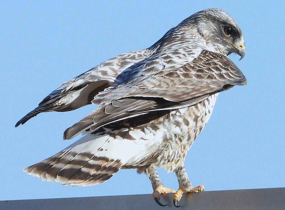 Rough-legged Hawk - ML632683281