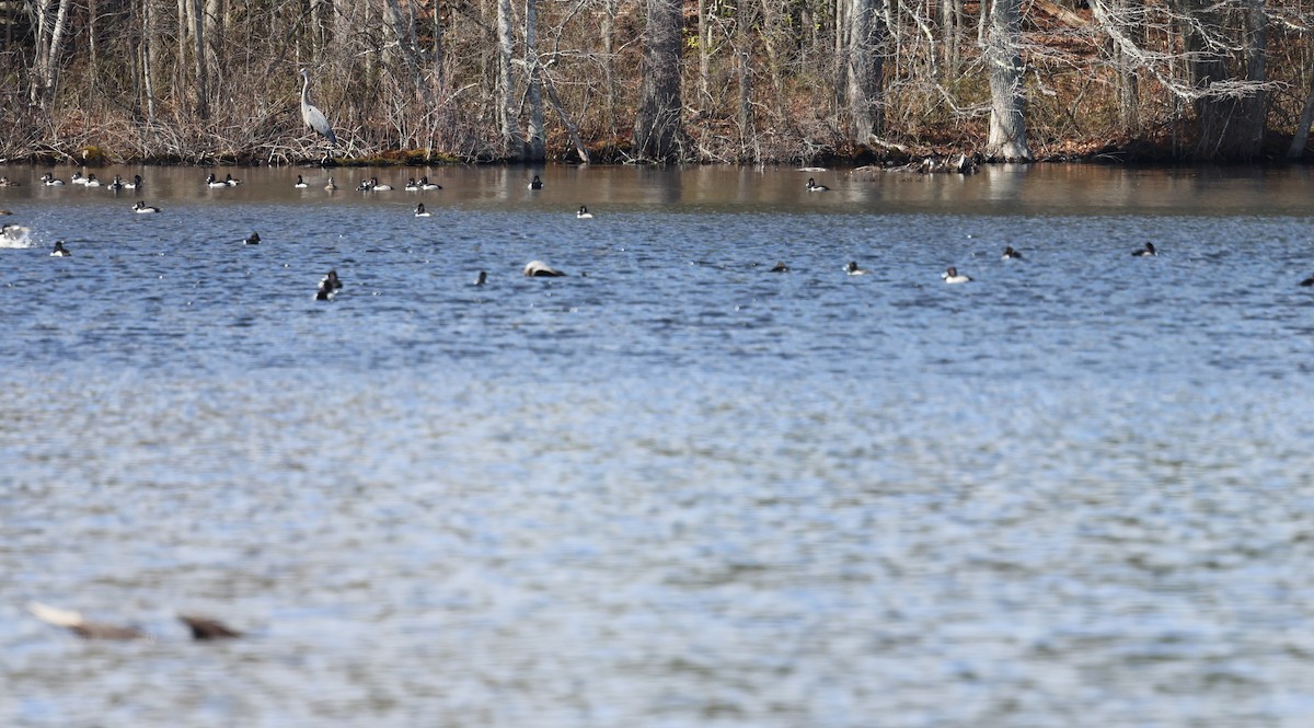 Ring-necked Duck - ML632683282