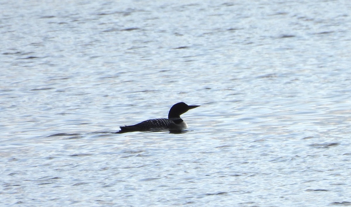 Common Loon - ML632683284