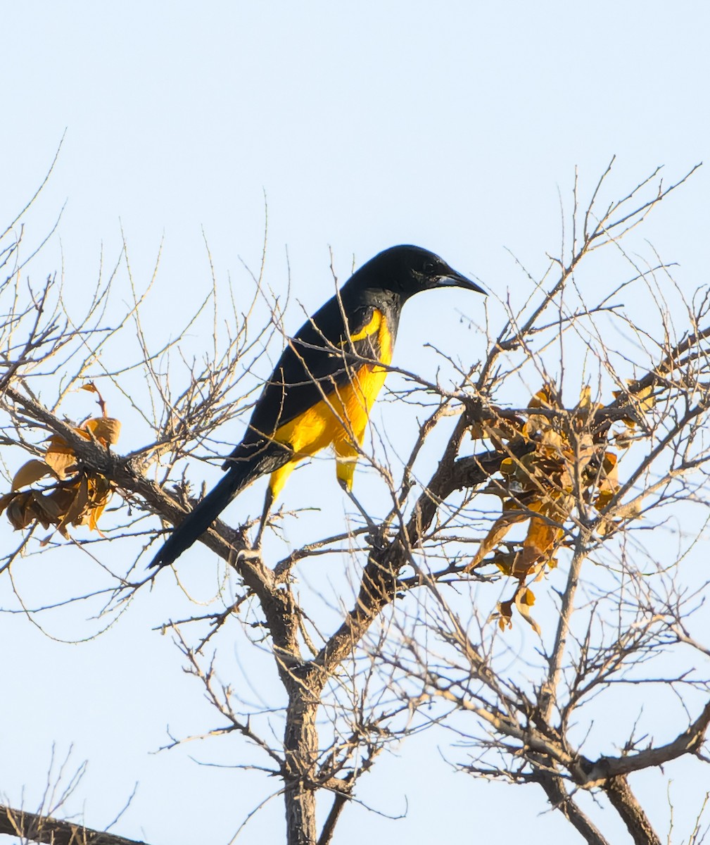 Black-vented Oriole - ML632683285
