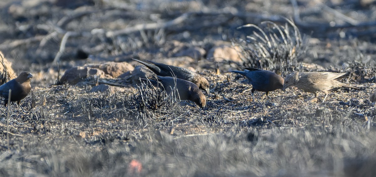 Brown-headed Cowbird - ML632683287