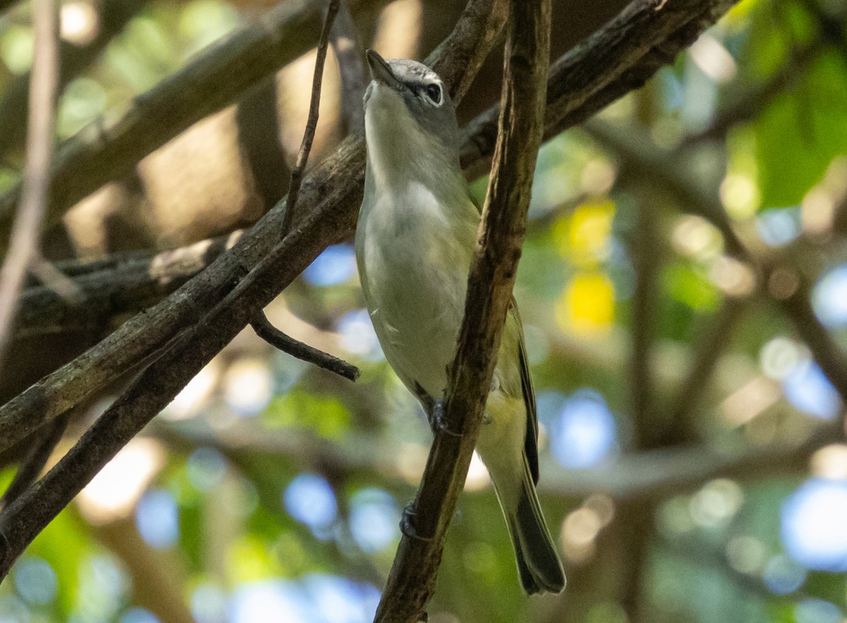Blue-headed Vireo - ML632683288