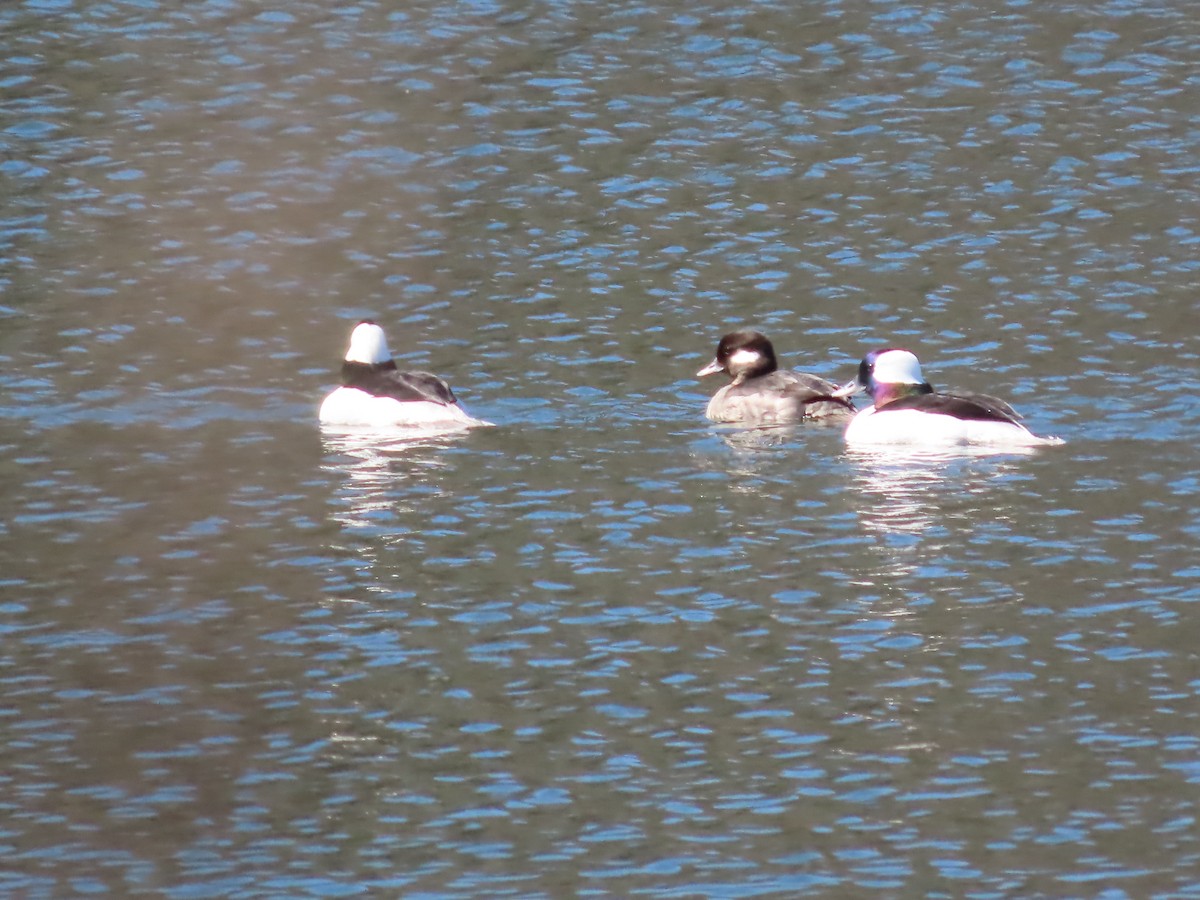 Bufflehead - ML632683289
