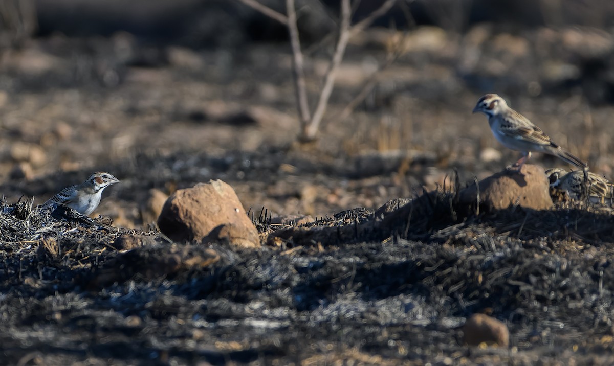 Lark Sparrow - ML632683292