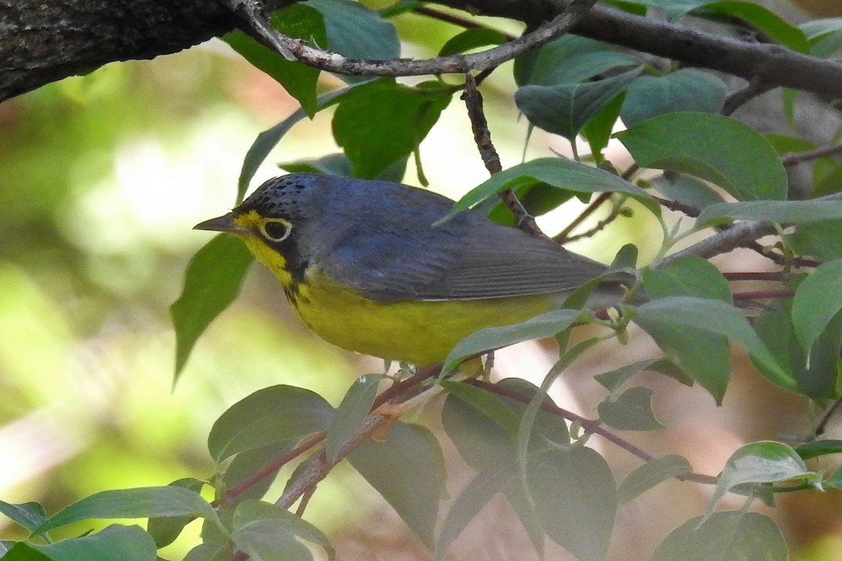 Canada Warbler - ML632683293