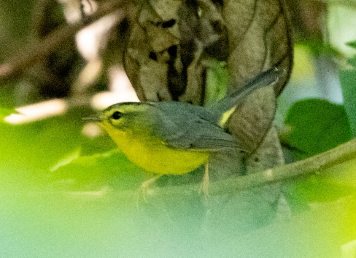 Golden-crowned Warbler (Stripe-crowned) - ML632683295