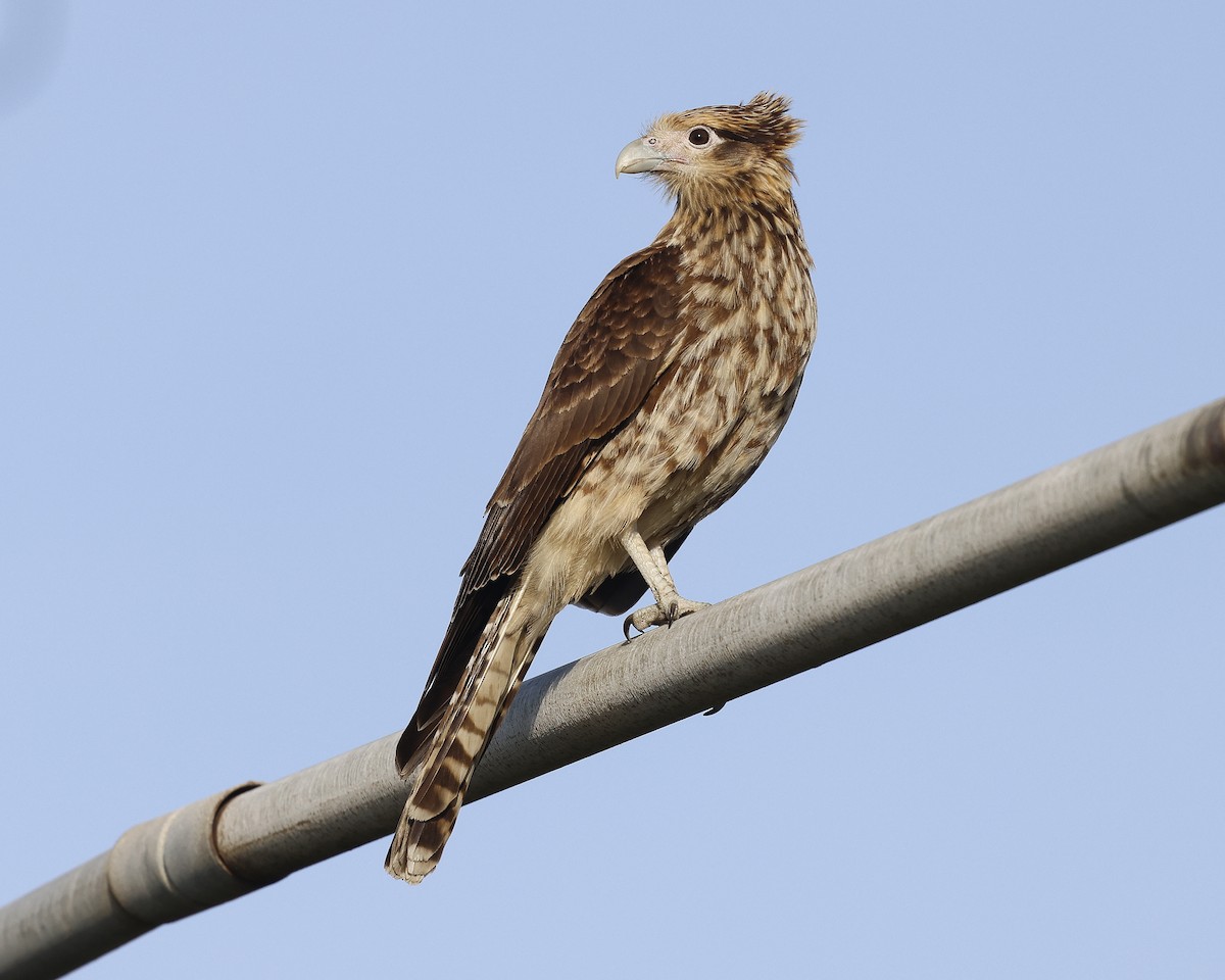 Yellow-headed Caracara - ML632683298