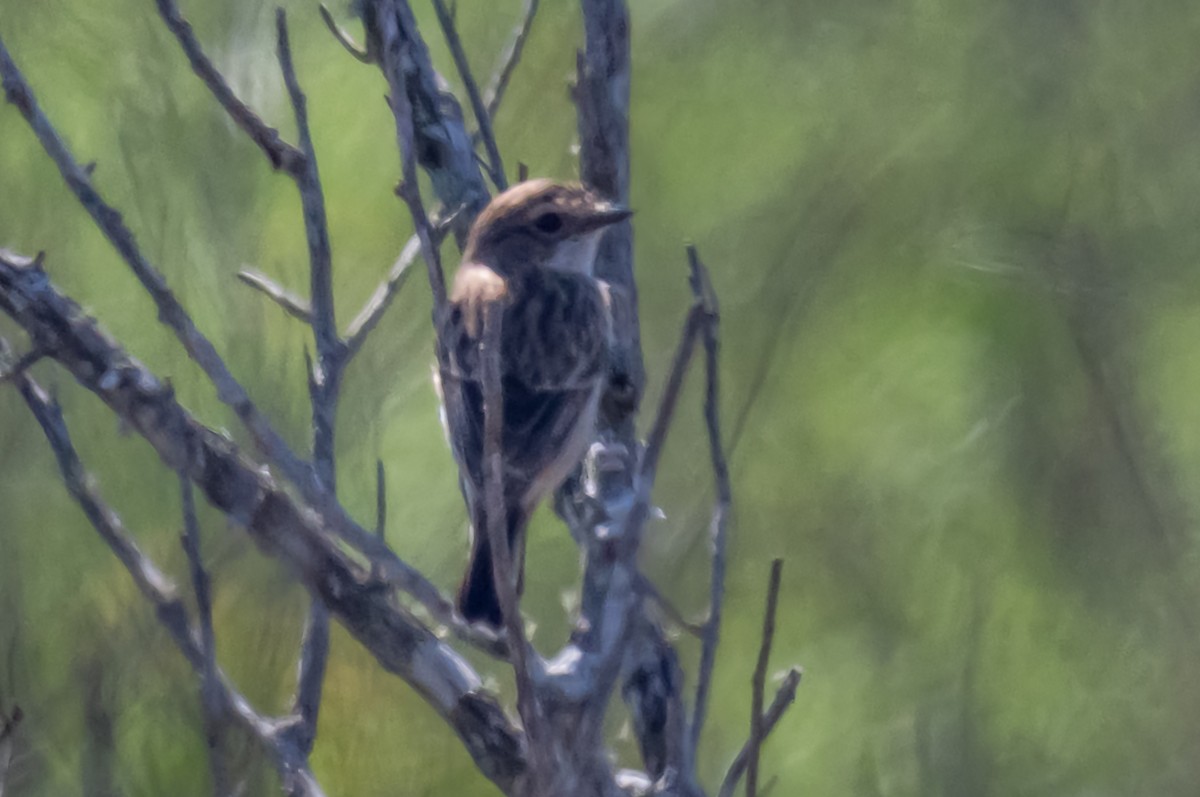 Amur Stonechat - ML632683299