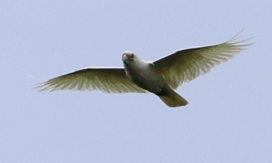 Little Corella - ML632683302