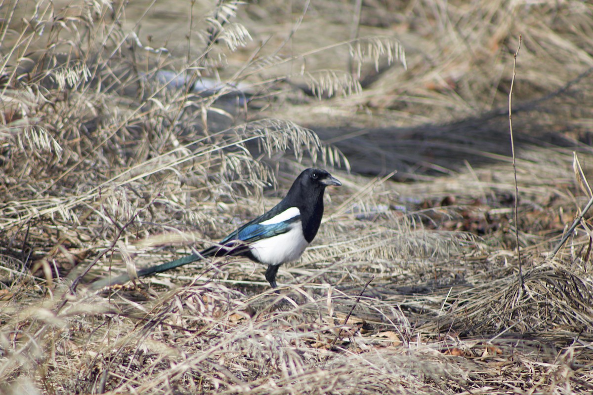 Black-billed Magpie - ML632683304
