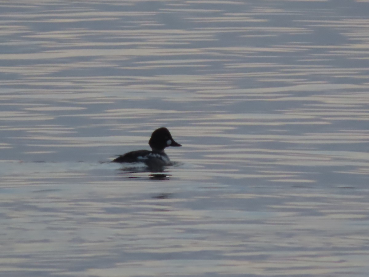 Common Goldeneye - ML632683306
