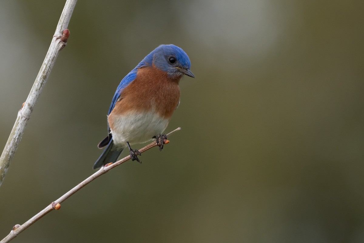Eastern Bluebird - ML632683308