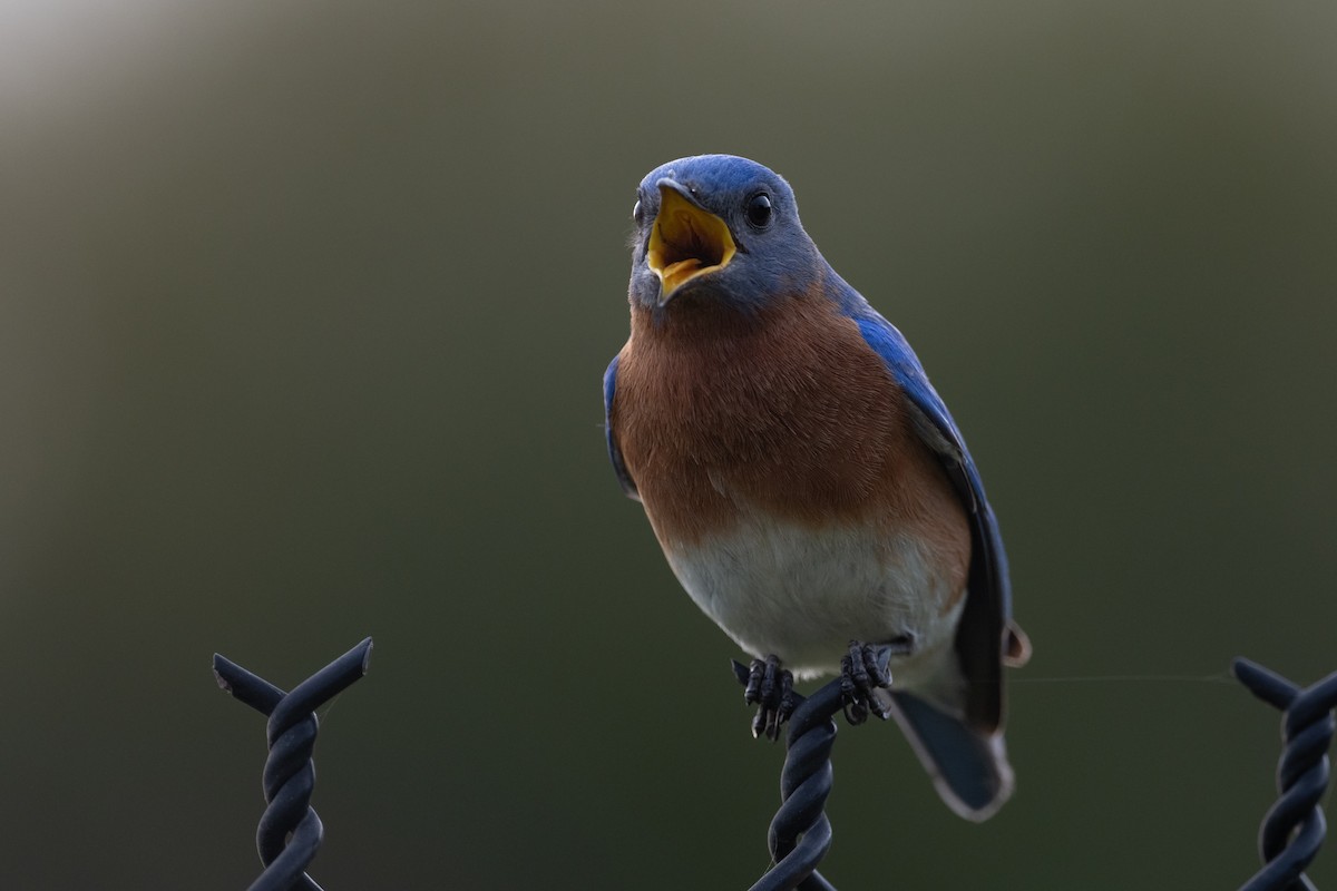 Eastern Bluebird - ML632683309
