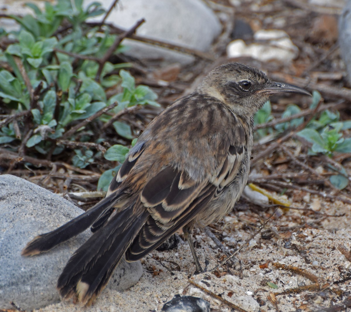 Galapagos Mockingbird - ML63268331