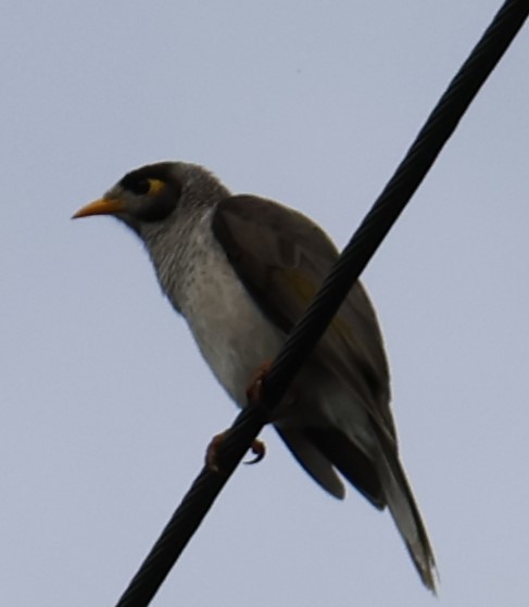 Noisy Miner - ML632683311