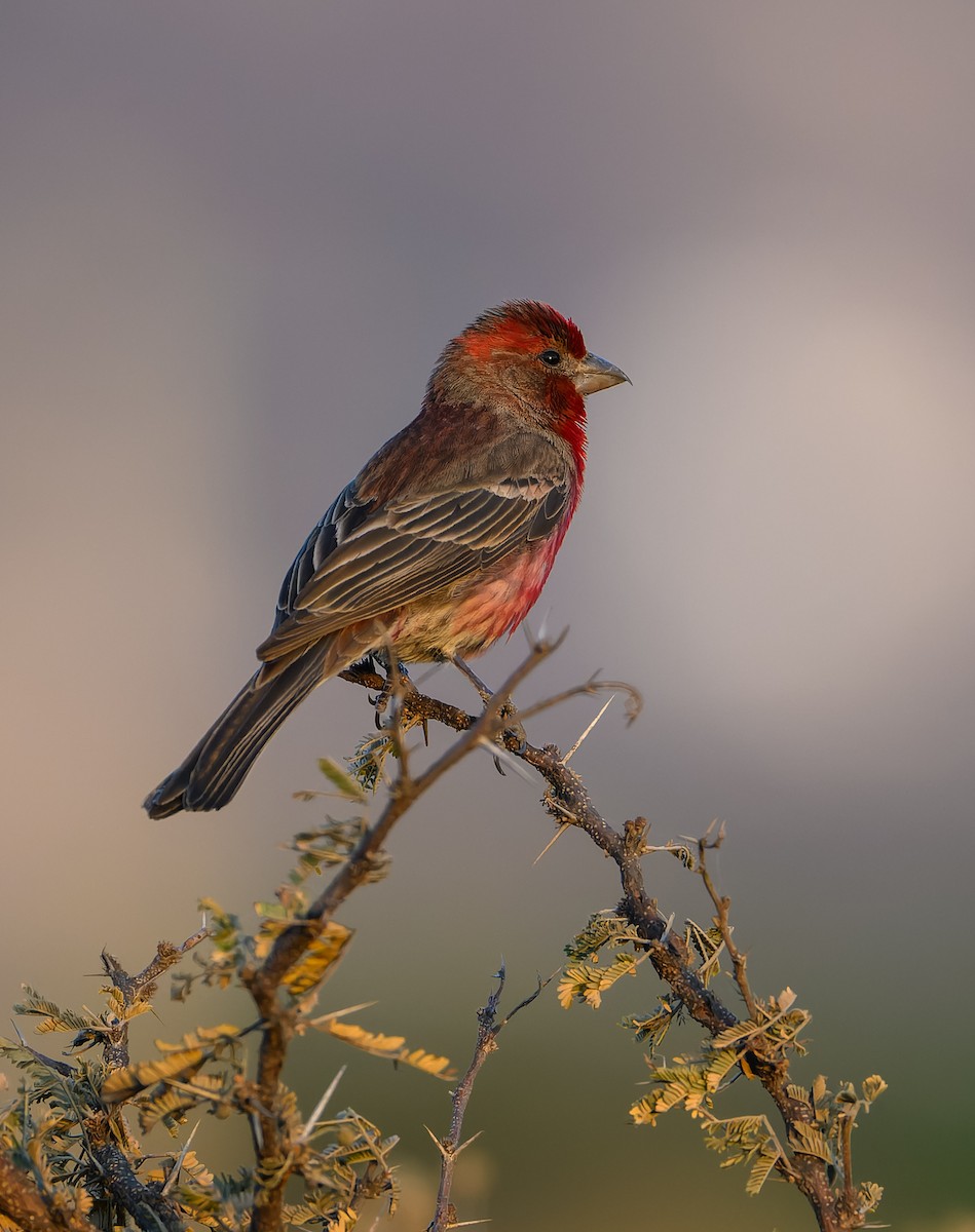House Finch - ML632683323