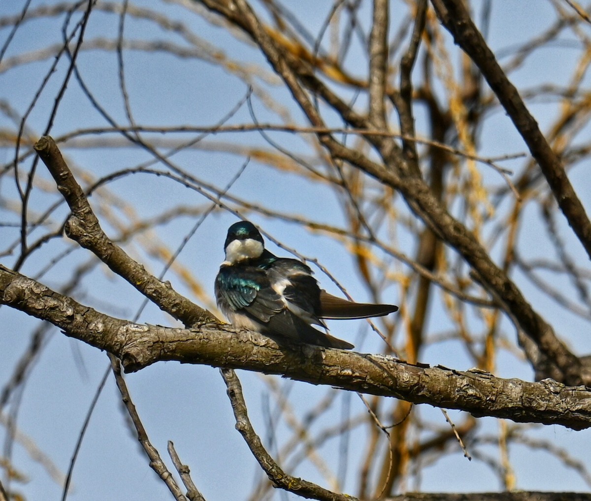 Tree Swallow - ML632683376