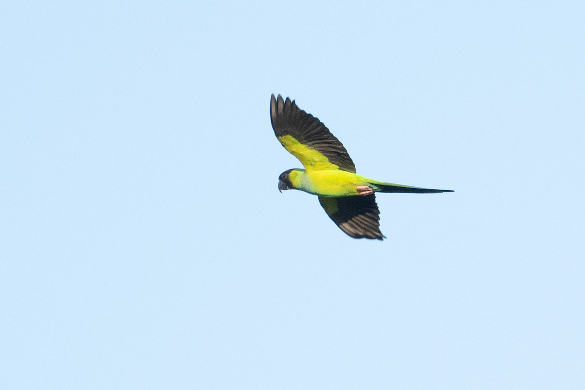 Nanday Parakeet - ML632683400