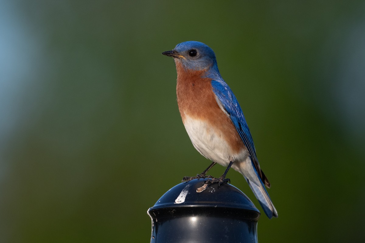 Eastern Bluebird - ML632683441